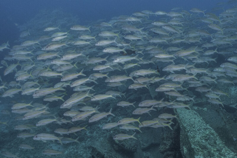 School of Mulloidichthys flavolineatus (weke, yellowstripe goatfish) spotted underwater during one of the team's dives.