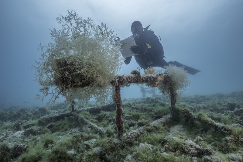 A diver documents a structure, discovered by magnetometer survey, for any alien invasive species.