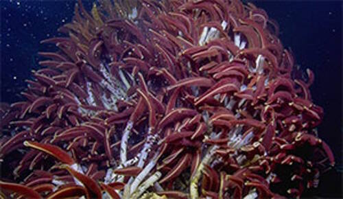 Tube worms, such as this grouping of Riftia seen in the North Guaymas Basin of the Gulf of California, host a bacterial symbiont, which allow them to utilize the chemicals seeping out in cracks within the seafloor.