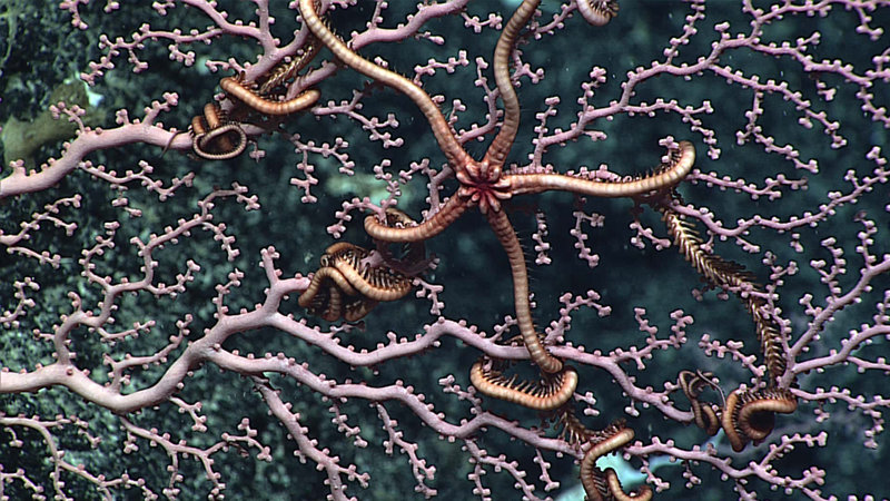 Precious corals, like this species of Hemicorallium, were common during 2017 exploration of Carondelet Reef within the Phoenix Islands Protected Area on NOAA Ship Okeanos Explorer. Image courtesy of the NOAA Office of Ocean Exploration and Research, Discovering the Deep: Exploring Remote Pacific MPAs.