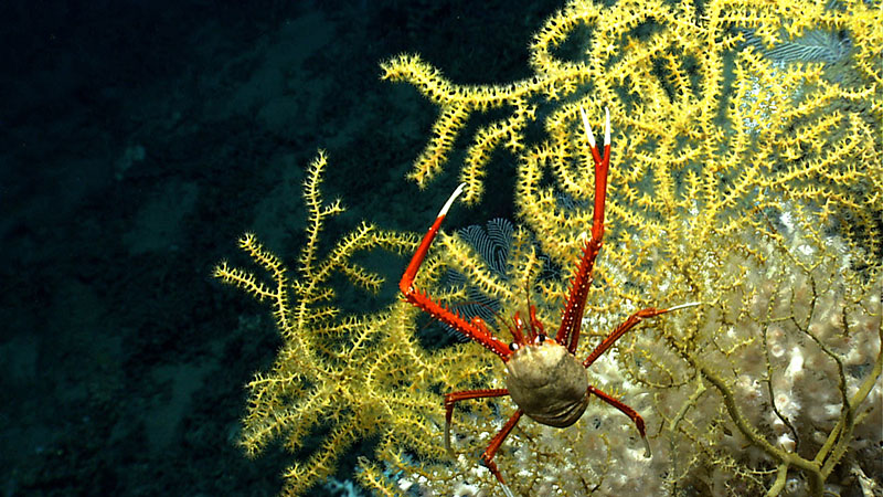 Photograph of deep-sea coral and a squat lobster on the West Florida Shelf at a depth of 550 meters. The photograph was taken during a 2014 expedition in an area that is currently being considered for designation as a habitat area of particular concern by the Gulf of Mexico Fishery Management Council.