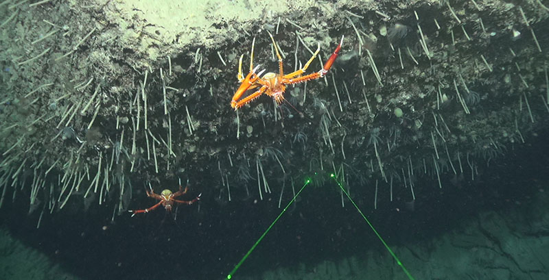 Squat lobster Eumunida picta hanging out under a carbonate ledge at 450 meters depth on Long Mound of the West Florida shelf.