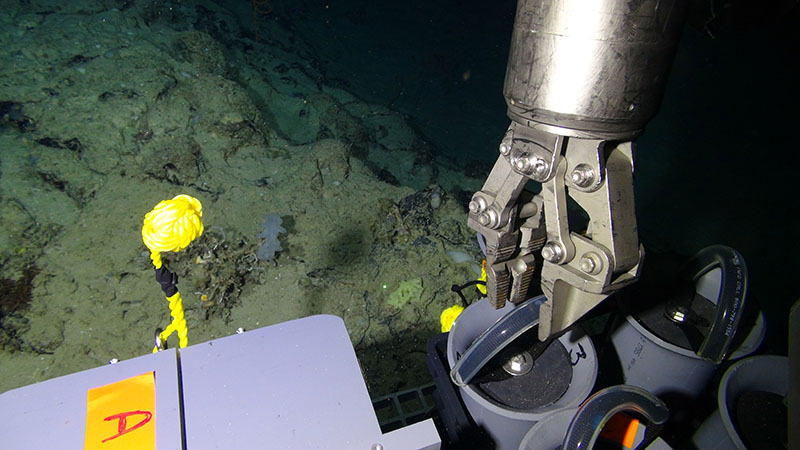 A robotic arm of the ROV Odysseus, operated by Pelagic Research Services, removing the cap from a sampling quiver in preparation to carry a coral fragment to the surface.