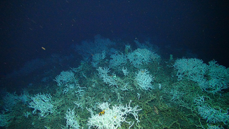 Thickets of living and dead Lophelia pertusa colonies at Many Mounds on the West Florida slope at 500 meters depth.