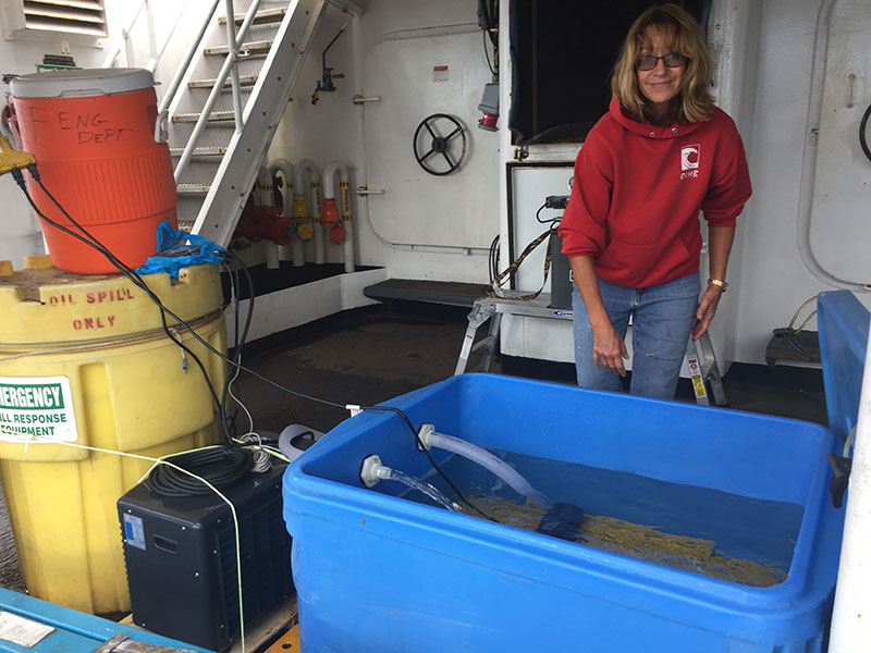 Sandra Brooke, Associate Research Faculty at Florida State University’s Coastal and Marine Lab, admiring coral samples collected by remotely operated vehicle Odysseus from NOAA Ship Nancy Foster.