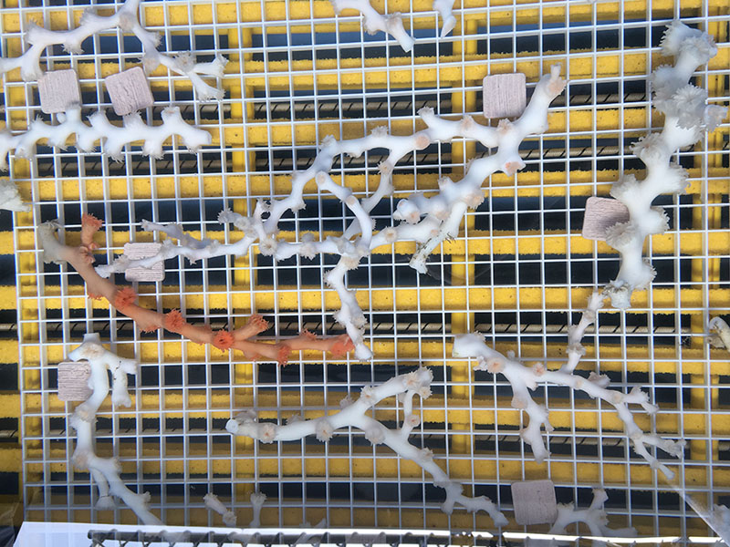 Fragments of Lophelia pertusa, including a rare orange color variety, collected on the August 2017 Southeast Deep Coral Initiative expedition. Live fragments are maintained in a chilled tank during the cruise and will be packed in smaller containers for transit to Florida State University’s Marine Lab.