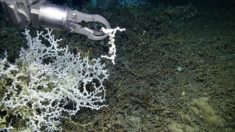ROV Odysseus collecting a delicate fragment of the deep-sea coral Lophelia pertusa at 480 meters. The fragment was brought back alive to the surface and is currently being maintained in an aquarium culture for studies on coral reproduction.