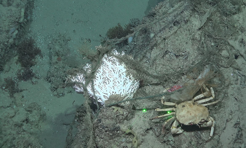 Lace coral entangled with discarded line at North Reed Site on the West Florida Slope at approximately 400 meters depth. A golden crab, blackbelly rosefish, and crinoid are also visible to the right of the coral.
