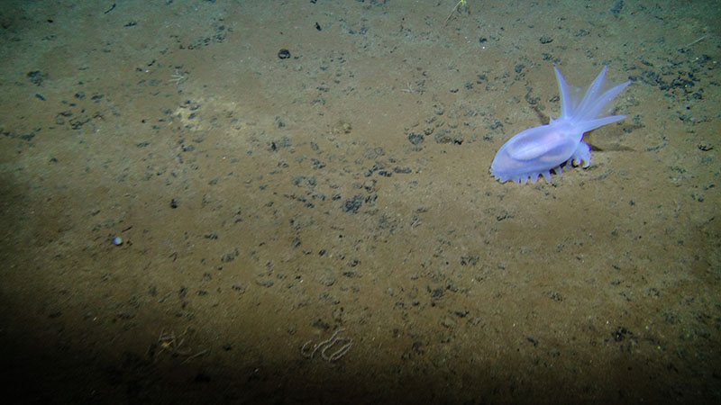 Sea cucumber Amperima sp. on the seabed in the eastern Clarion-Clipperton Fracture Zone.
