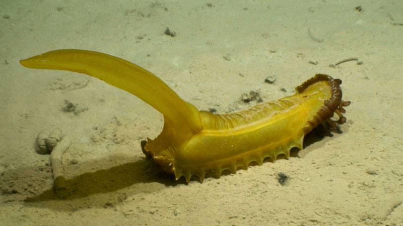 Gummy squirrel (“Psychropotes longicauda”) at 5,100 meters depth on abyssal sediments in the western CCZ. This animal is ~60 centimeters long (including tail), with red feeding palps (or “lips”) visibly extended from its anterior end (right).