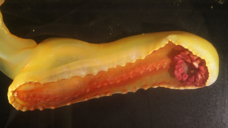 Underside of a gummy squirrel photographed on shipboard showing its bright red feeding palps (flower-like structure) and underbelly.