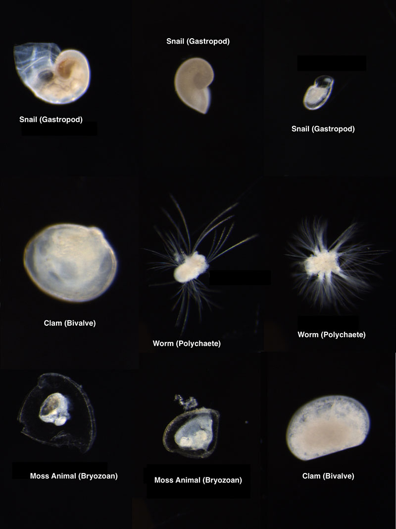 A small assortment of near-bottom meroplankton from the Clarion-Clipperton Zone (CCZ) that was collected with the plankton pumps at 3 meters above the seafloor.
