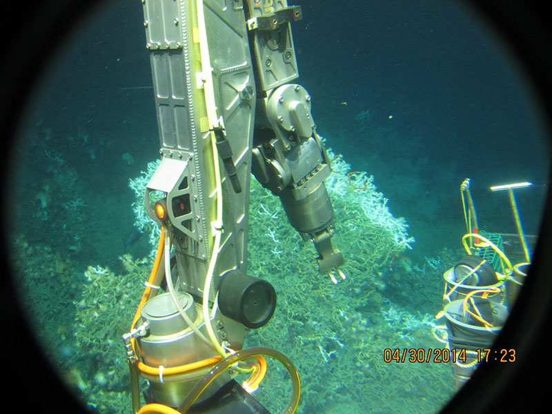 View from the submarine - the port manipulator preparing to sample corals from a coral mound in the Gulf of Mexico.