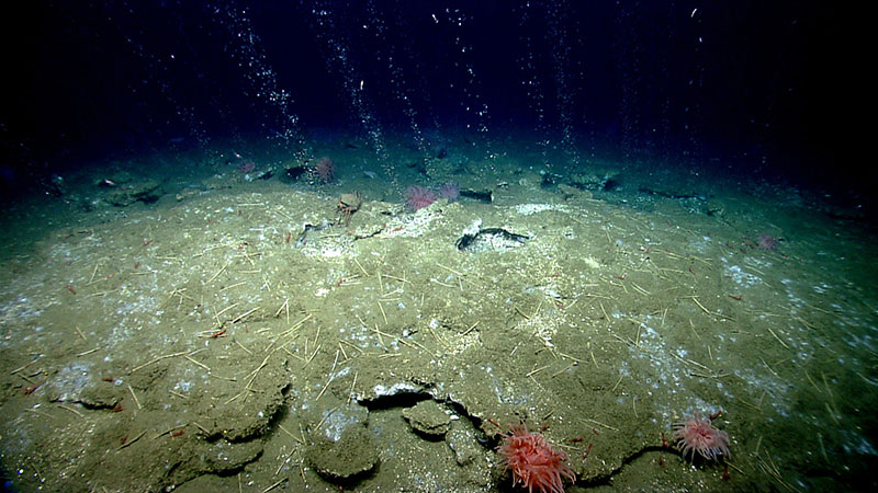 Methane bubbles flow in small streams out of the sediment on an area of seafloor offshore Virginia north of Washington Canyon. Quill worms, anemones, and patches of microbial mat can be seen in and along the periphery of the seepage area.