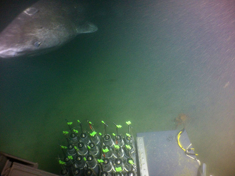 Though the dive team wasn’t able to see much given the conditions, pilot-in-training Danik Forsman was surprised to see this six-gill shark approach his viewport as he was triggering the Niskin bottles.