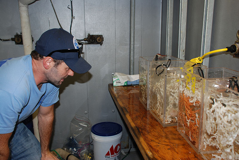 Erik Cordes inspects the biobox inserts filled with corals after today’s dive. The white corals are Lophelia pertusa and the orange are Madrepora oculata.