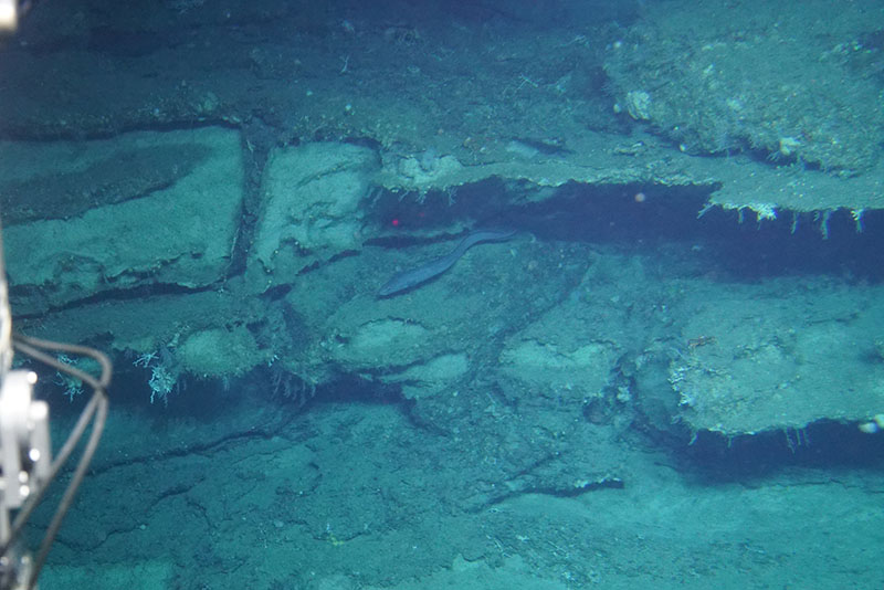 A conger eel swims along a ledge at Stetson Banks.