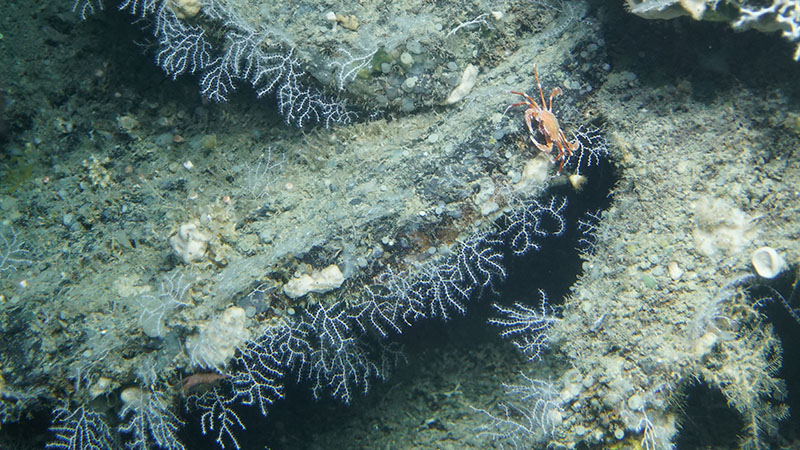 Most of the ledges and rocky outcroppings we saw had corals, like these plexaurids, lining their edges.