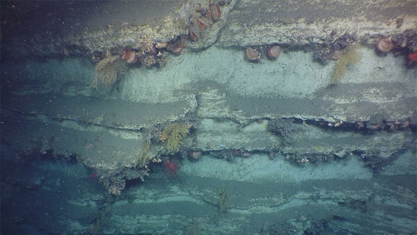 Alvin explored Pamlico Canyon off the coast of North Carolina and observed stunning rock walls covered in a diversity of corals.