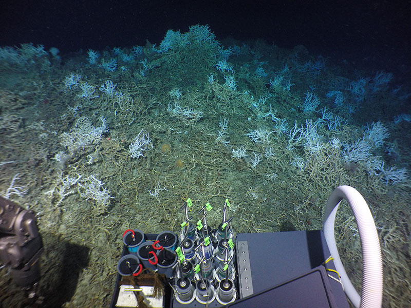 On the third dive of the expedition, the DEEP SEARCH team discovered thriving Lophelia pertusa reefs in a region further offshore and in deeper water than other known Lophelia reefs in the U.S. Atlantic.