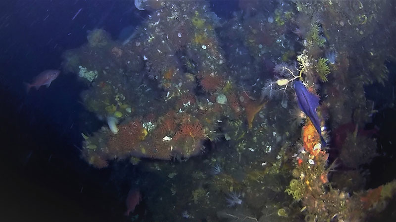 The missing section of USS Abner Read’s stern was imaged using a remotely operated vehicle in 88 meters (290 feet) of water off Kiska Island, Alaska, in the Bering Sea. Image courtesy of Kiska: Alaska's Underwater Battlefield expedition.