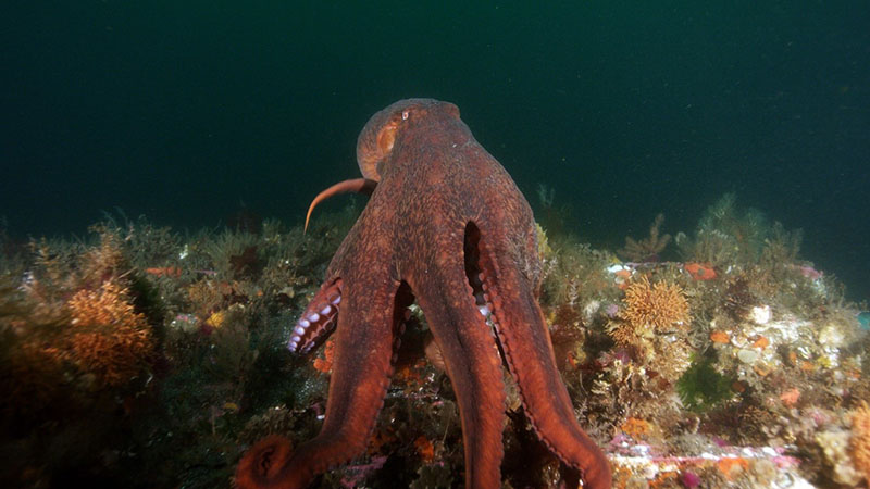 A giant pacific octopus who has made his home on a wreck.