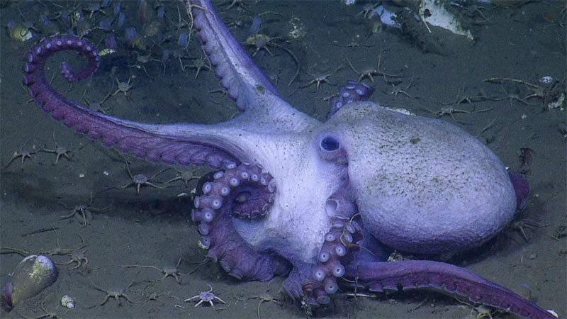 An octopus surrounded by brittle stars.