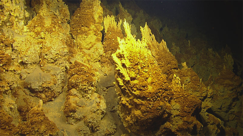 The iron-oxidizing bacteria at Lōʻihi Seamount have the remarkable ability to create intricate structures through biomineralization, such as the finger-like stalks pictured above.