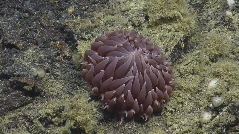 A pom pom anemone (genus Liponema) was spotted on the second Dellwood seamount dive.