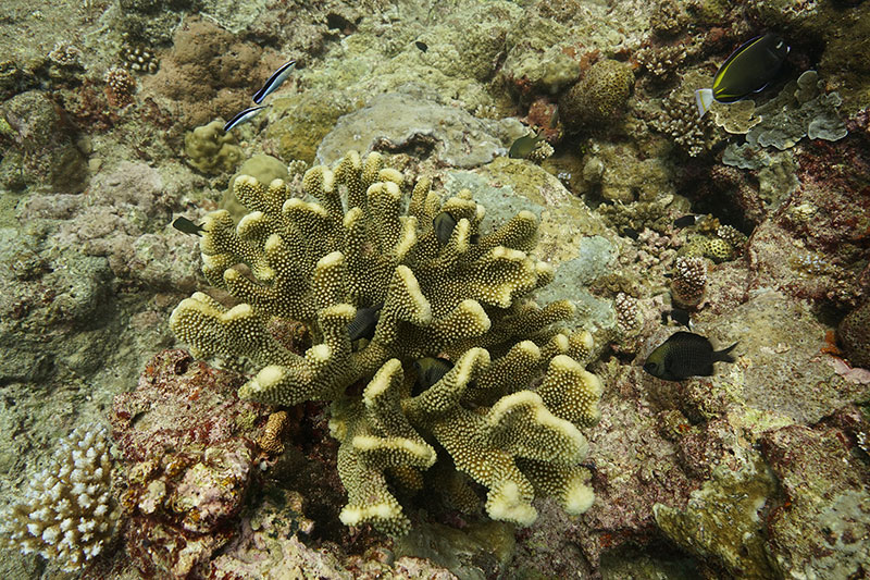 Corals that are more robust predominate in the blast zone.