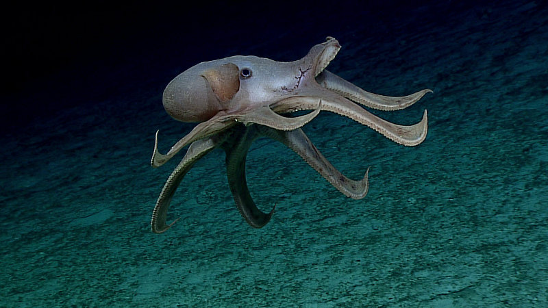 A dumbo octopus swimming in the water column.