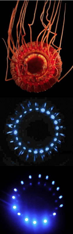 Deepsea jellyfish Atolla wyvilleias seen in white light (top), photographed by its own bioluminescence (middle) and the e-jelly designed to imitate its display (bottom).