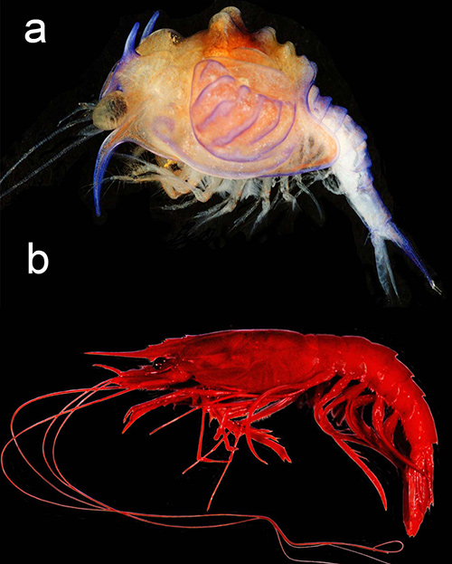 Cerataspis monstrosa the ‘monster’ larva that has remained unlinked to an adult form for 184 years. (B) Plesiopenaeus armatus the adult form of C. monstrosa.
