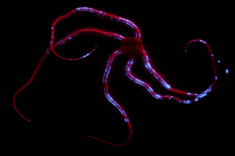 Bioluminescence of the ophiuroid.