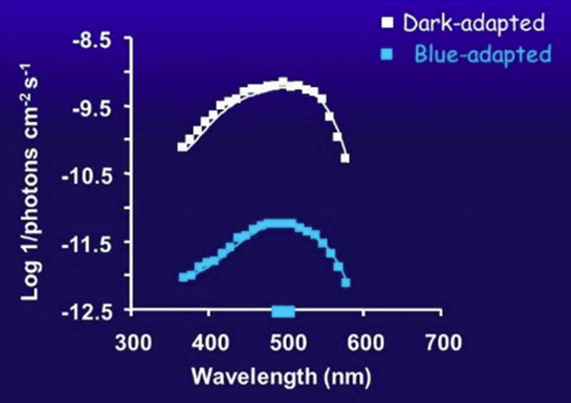 Figure 3. Spectral sensitivity of dark-adapted eye (white) and after chromatic adaptation with blue light (blue line) in a species with a single blue visual pigment.