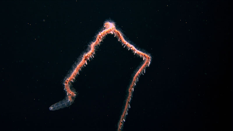 A still frame image of a siphonophore, collected by the Global Explorer ROV.