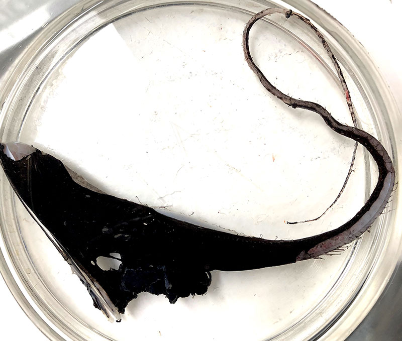 A rare pelican eel (Eurypharynx pelecanoides) with ultra-black skin that accidentally hitched a ride on the outside of the trawl net. Despite its rough voyage to the surface, enough skin remained intact for us to take measurements.