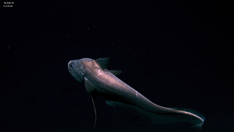 Coryphaenoides alateralis (a.k.a., rattail fish).
