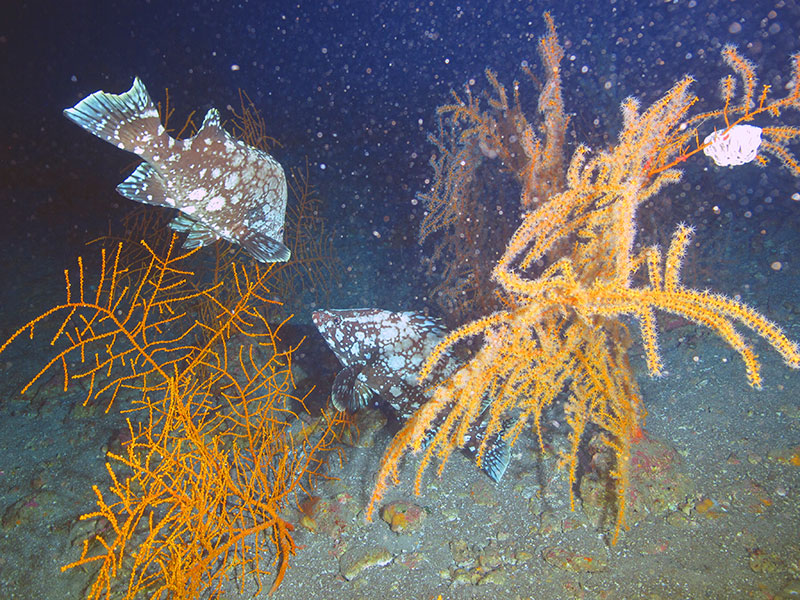 Marbled grouper, Dermatoplepis inermis, among coral communities at 98 m (322 ft) deep at Elvers Bank. Image courtesy of Santiago Herrera and Flower Garden Banks National Marine Sanctuary/University of North Carolina Wilmington’s Undersea Vehicles Program.