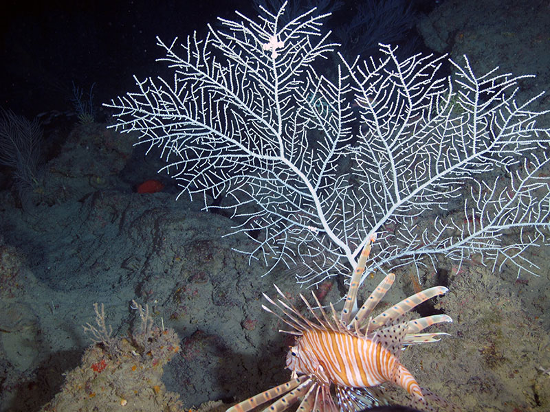 Invasive lionfish amid a <em>Hypnogorgia</em> octocoral garden, 83 meters (272 feet) deep at Elvers Bank.