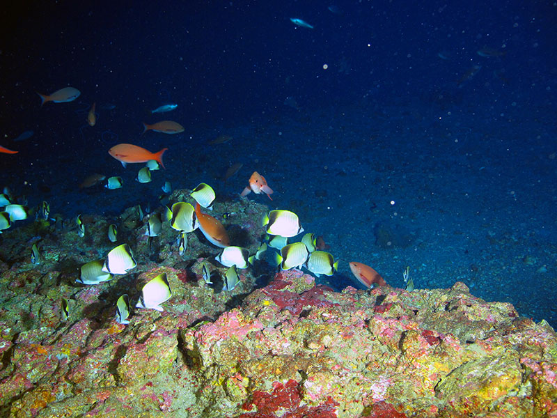Reef fish at Elvers Bank at 83 m deep (272 ft). Image courtesy of Santiago Herrera and Flower Garden Banks National Marine Sanctuary/University of North Carolina Wilmington’s Undersea Vehicles Program.