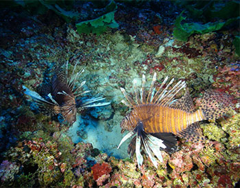 Coral Ecosystem Connectivity 2013: From Pulley Ridge to the Florida Keys