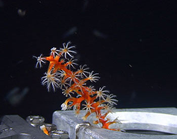 Why explore the mesophotic ecosystems of the Gulf of Mexico?