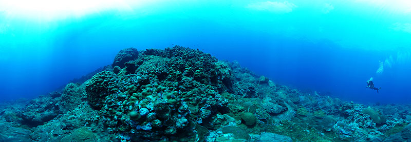 The coral reefs of the Flower Garden Banks National Marine Sanctuary have over 50% coral cover, dominated by massive star and brain corals. This panoramic image was taken on the flanks of the East Flower Garden Bank where coral cover is upwards of 80%. The corals here grow in a more flattened form to capture as much light as possible to maximize photosynthesis by their symbiotic algae, which live in the tissues of the coral animals. Image credit: FGBNMS/Hickerson