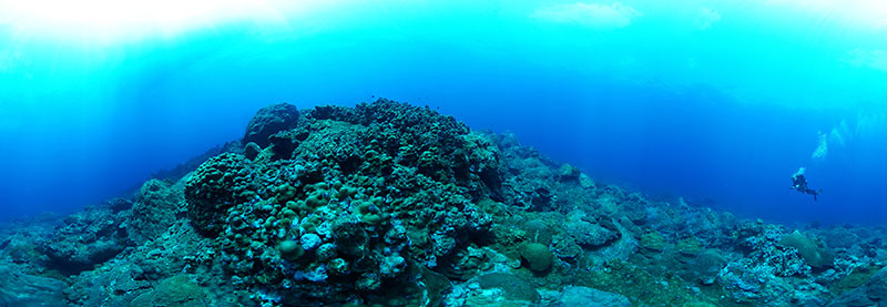 The coral reefs of the Flower Garden Banks National Marine Sanctuary have over 50 percent coral cover, dominated by massive star and brain corals. This panoramic image was taken on the flanks of the East Flower Garden Bank, where coral cover is upwards of 80 percent. The corals here grow in a more flattened form to capture as much light as possible to maximize photosynthesis by their symbiotic algae which live in the tissues of the coral animals.