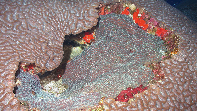 McGrail Bank habitat includes some large coral colonies (Montastraea cavernosa and Colpophyllia natans) that are also found at East and West Flower Garden Banks.
