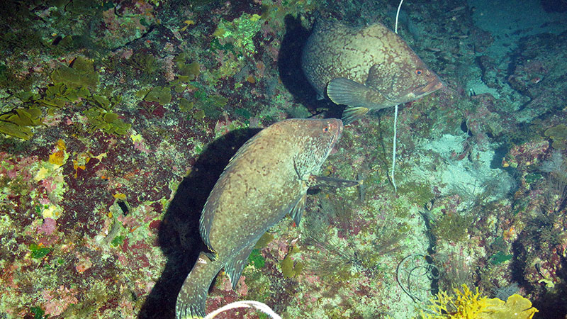Figure 3. Mesophotic coral ecosystems serve as habitat for commercially important species, such as the Marbled Grouper, Dermatolepis inermis, at Parker Bank. Photo Credit: FGBNMS/UNCW-UVP