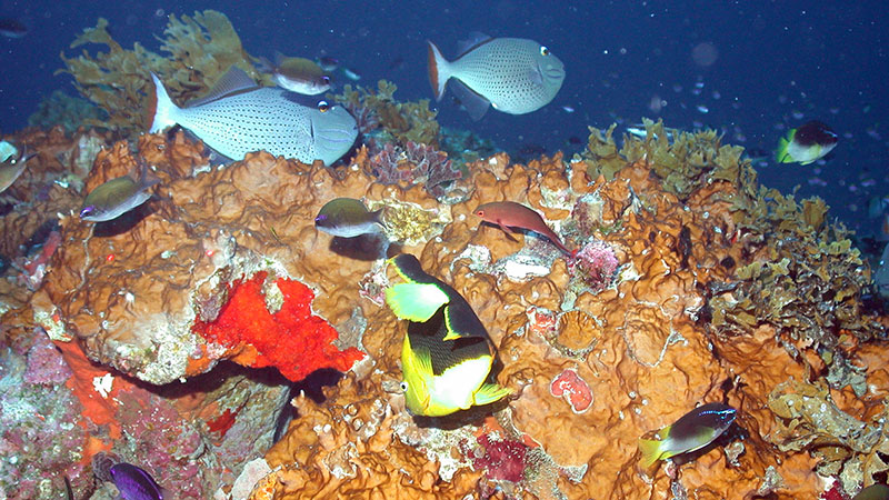 Mesophotic coral ecosystems can be found from 30–100+ meters in the northwestern Gulf of Mexico. Pictured is Geyer Bank at approximately 32 meters.