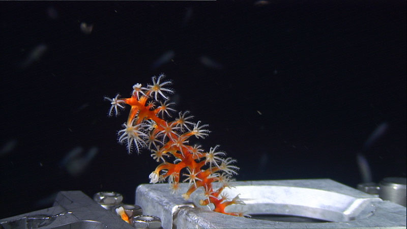 Scientists collecting the sea fan, <em>Swiftia exserta</em>, with a remotely operated vehicle.