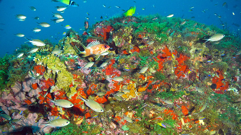 At a depth of 35 meters (115 feet), Bright Bank features an algal/sponge community typical of many shallower bank areas.